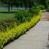Sunjoy Gold Pillar® Japanese Barberry #2 - Image 3